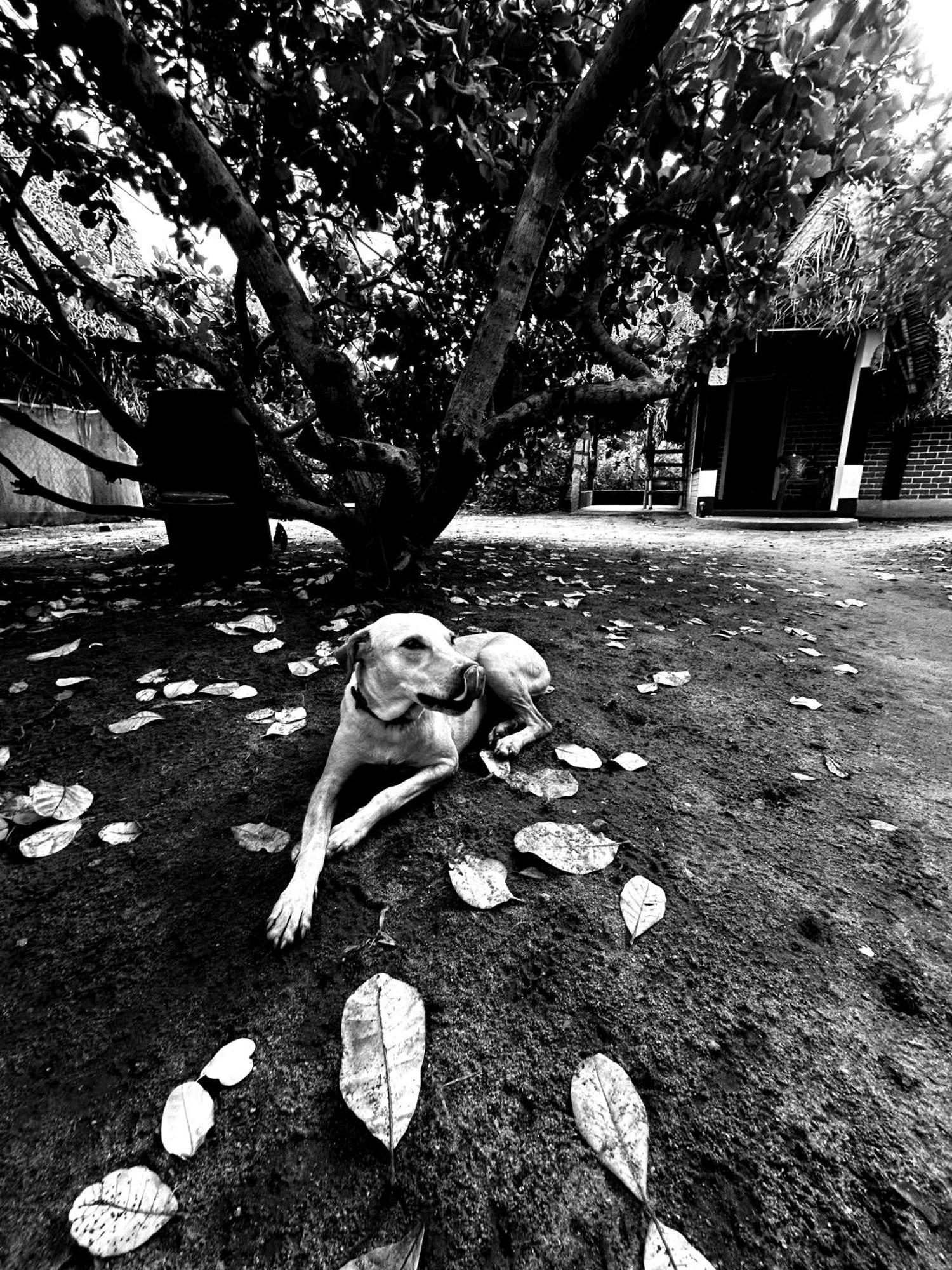Boomerang Community Auroville Exteriér fotografie