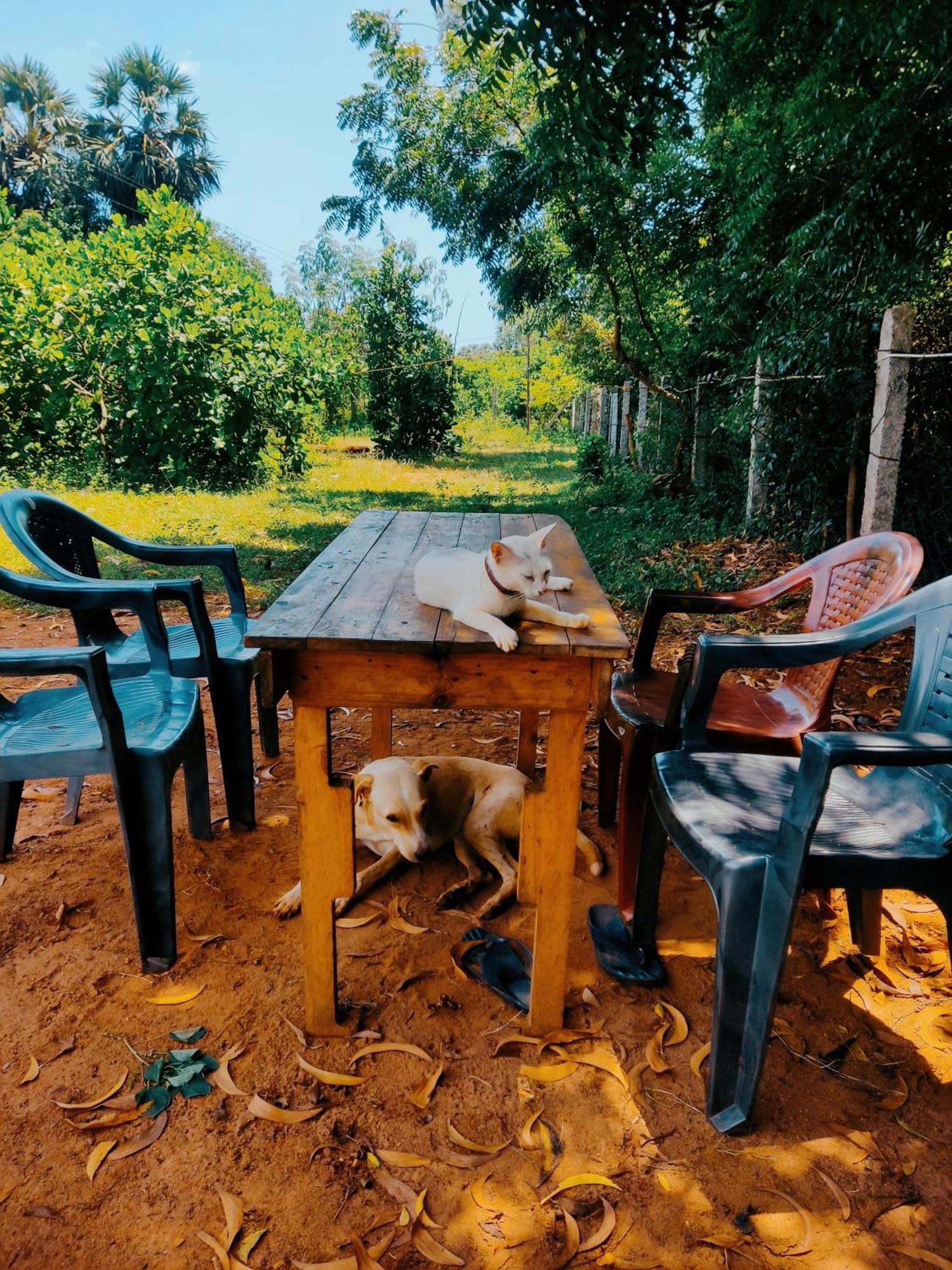 Boomerang Community Auroville Exteriér fotografie